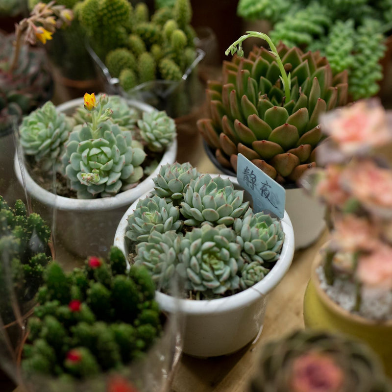 Seedling Pot Trio